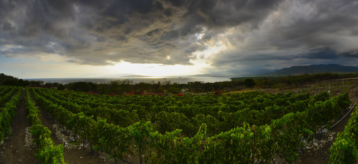 Dominican Republic, Ocoa Bay - Vineyard