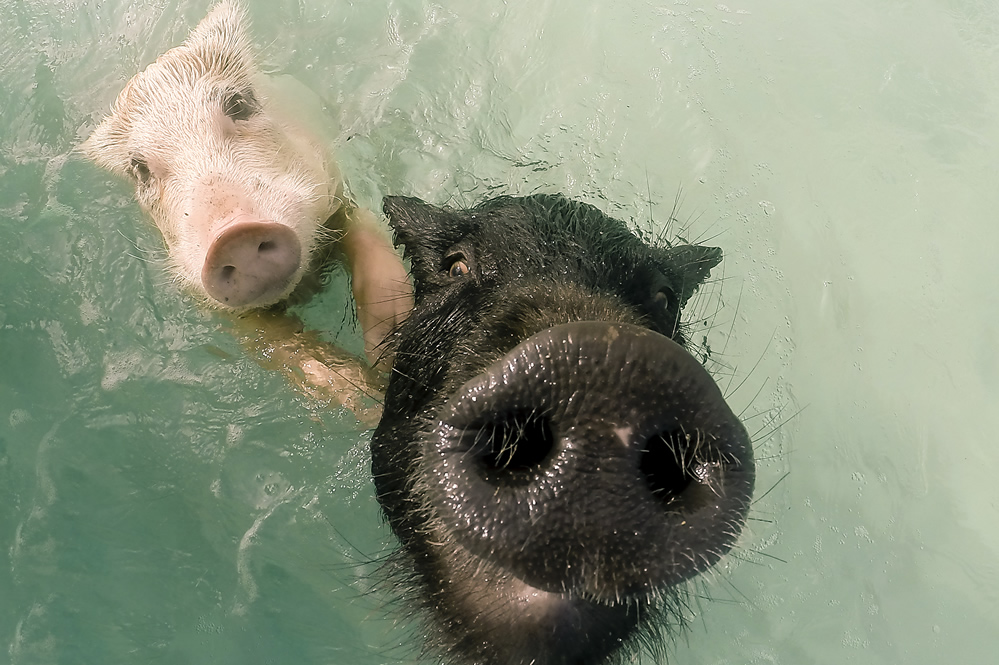 The Bahamas' famous swimming pigs