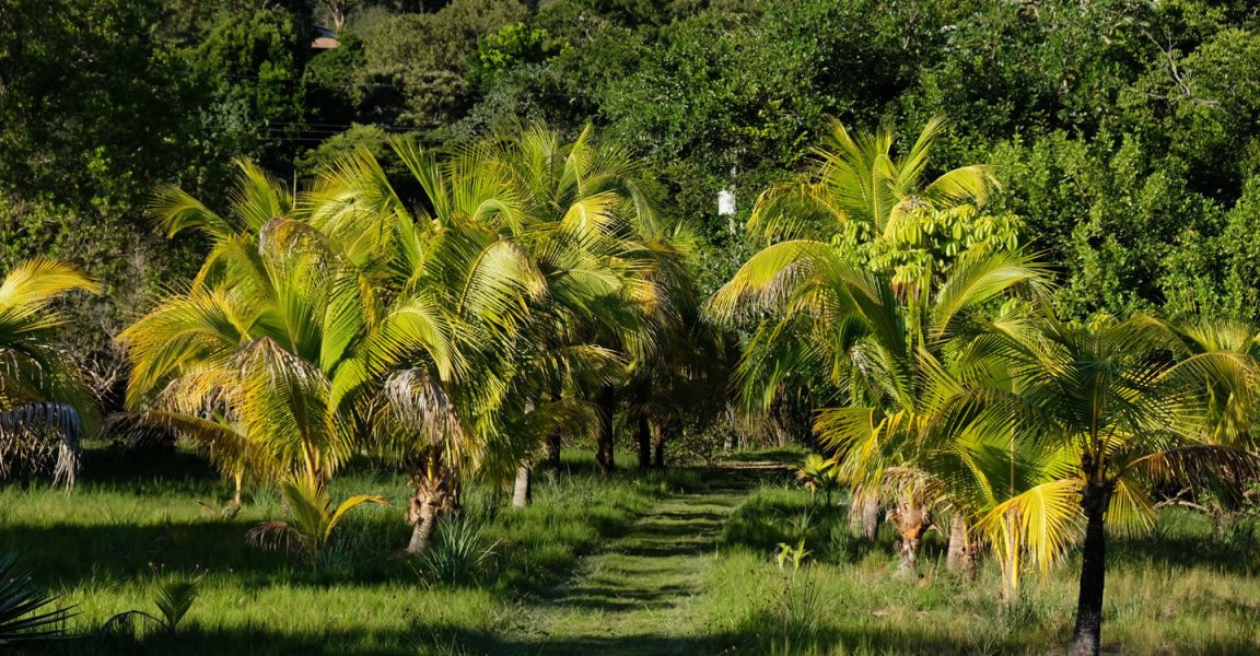 Guanaja Honduras Beachfront Property For Sale Guanaja Honduras Beachfront Property For Sale