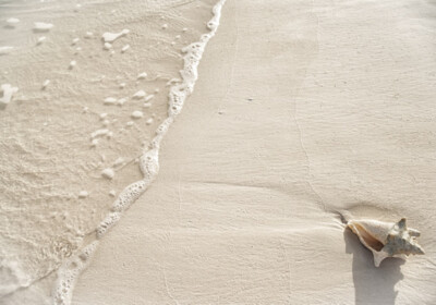 Shell on the beach